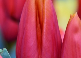 Tulipa Titan ® (3)